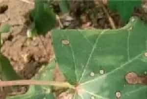 棉花药害的补救方法