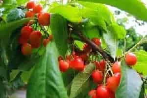 樱桃怎么防治果蝇？防治药剂打什么