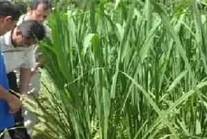 茭白纹枯病的防治方法