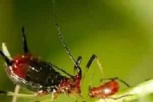 自制农药杀虫偏方大全