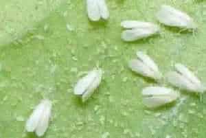 粉虱用什么药有效，粉虱是什么虫