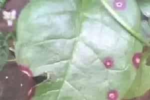 木耳菜蛇眼病的分辨及防治方法