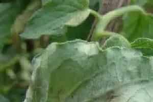 “霜·疫”类病害可用哪些药剂防治？