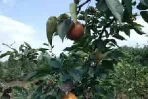 梨木虱防治方法有哪些？化学防治用什么药剂