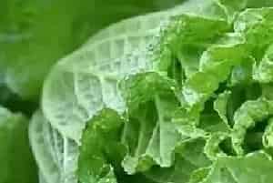 白菜株茎基部有水渍状斑病因及防治指南
