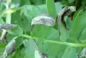 噻菌铜可以与其它农药混用么？