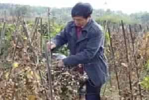 山药死滕原因及防治方法