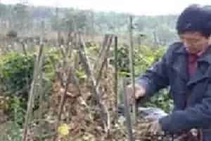 山药死棵原因及防治方法