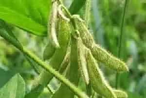 大豆病毒病是什么症状？有哪些防治方法？