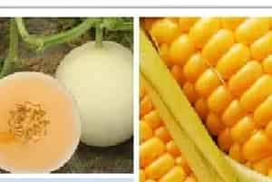 适合上海栽培的水稻、玉米、蔬菜、西甜瓜、食用菌