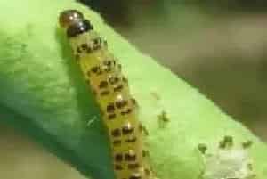 蔬菜虫害药剂选择什么