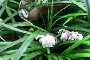 早春杂草种类及封闭药剂使用方法（附注意事项）