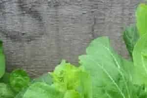 白菜苔常发病虫害的防治方法