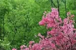 杜鹃花要做好施肥