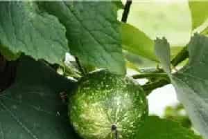 吊瓜（栝楼）种植技术收藏版！附病虫害防治问题