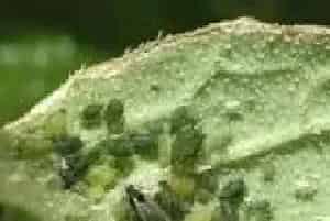黄瓜瓜蚜的生物及药剂防治方法