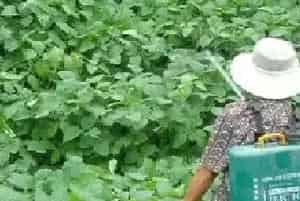 十种提高农药利用率的方法技巧