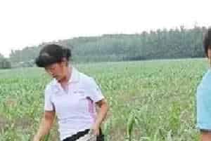 春玉米施肥方法及注意事项