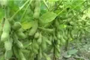 大豆施肥注意什么？管理技术有哪些