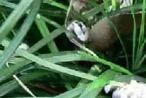 早春杂草种类及封闭药剂使用方法（附注意事项）