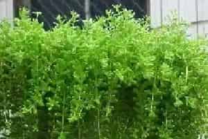 垂盆草怎么养（徒长处理方法） 垂盆草施肥方法