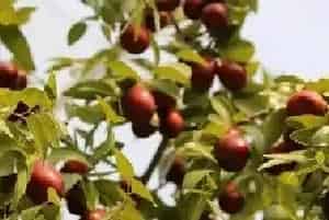种植高产枣树的施肥技术介绍