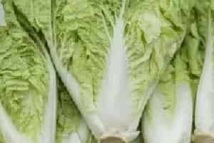 白菜病毒病特征及防治技巧