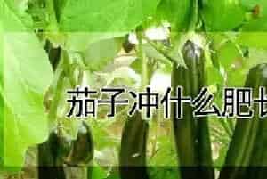茄子冲什么肥长的快
