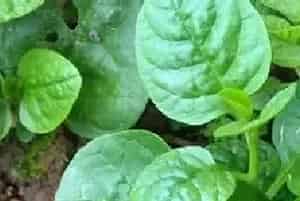 木耳菜常发病害有哪些防治方法？