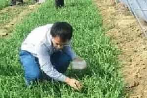 种韭菜除草怎样用药