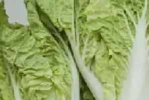 白菜褐斑病特征及防治技巧