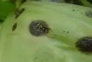 甘蓝黑斑病怎么用药剂防治？要注意什么？