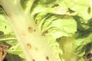 白菜类炭疽病怎么防治？白菜类炭疽病的常见特点