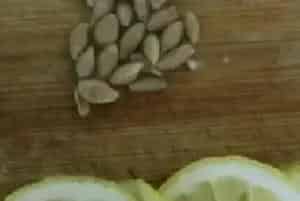 柠檬籽怎么种小盆栽？日常管理要点有哪些？