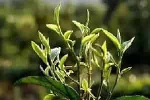 种植作物时，这些时段喷洒农药最为有效，建议收藏!