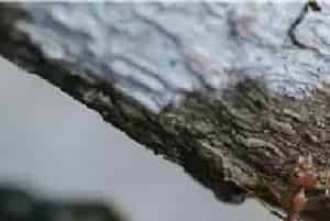 红火蚁天敌是什么？怎么消灭用什么药？