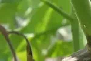 小檗碱用药说明