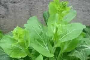 白菜苔常发病虫害的防治方法