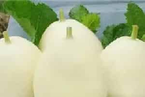 薄皮甜瓜田间管理及病虫害防治和治疗对策