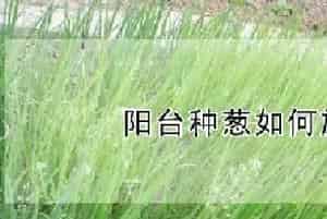 阳台种葱如何施肥