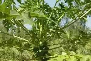 木瓜树如何施肥