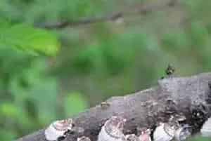 果树介壳虫怎么防治？除了药剂还有哪些方法