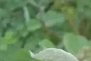 白粉病的特效药有哪些？