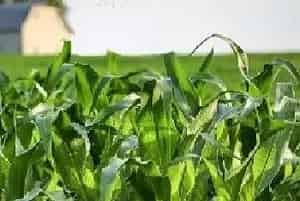 玉米高产需要掌握的追肥技巧有哪些？