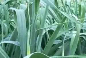大蒜根盘腐烂发病症状及防治方法