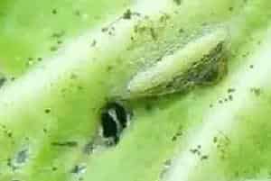 白菜霜霉病症状传播途径及防治方法