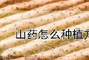 山药怎么种植方法