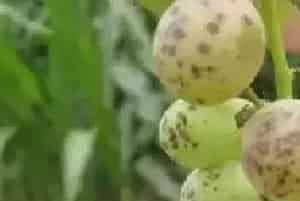 葡萄病虫害有哪些？各种病虫害发病时间及用药参考