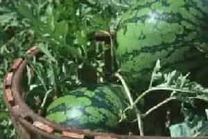 西瓜细菌性叶枯病特效药有哪些？