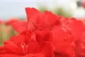 玫瑰合理施肥